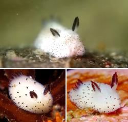 the-vexed-vortex:  Say hello to the newly discovered ‘sea bunny’