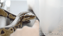 lotsofsnakes:  Annoying my ball python to show how dangerous and