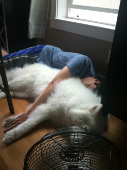 skookumthesamoyed:  Snuggle buddies in front of the fan 