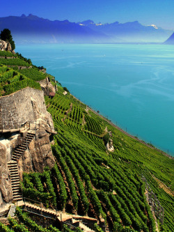 travelingcolors:  Vineyards on the Lake Geneva, Vaud | Switzerland