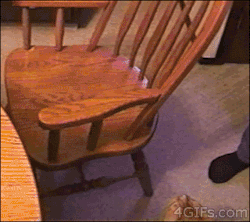 the-absolute-best-gifs: Making himself comfortable