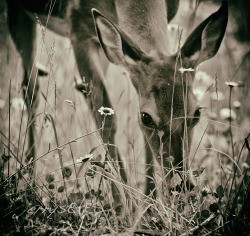 “Bambi” Cades Cove, Smoky Mountains National Park
