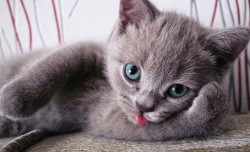 visitamitumblr:  Preciosos gatitos sacando la lengua