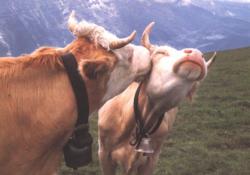 mangosandmantras:  OMG COW KISSES 