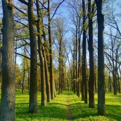 #Linden on #Gatchina #Imperial #park / #May #2013 / #trees #landscape