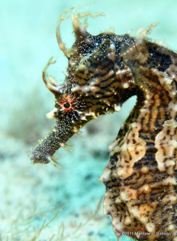 flowerling:  Lined Seahorse- Hippocampus erectus | MattSullivan