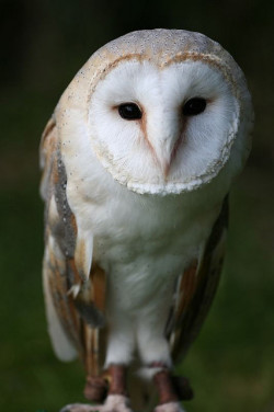 10bullets:  Barn owl (by Robert Seber)