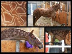 15handsandcounting:  …omg  Ahhh giraffe-horse!!!