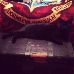 simplypotterheads:  Trunk packed ✓ Owl, cat, or toad ✓ Hogwarts