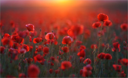 renamonkalou:  For those who likes Poppy-Red | Nikolai Shahmantsir