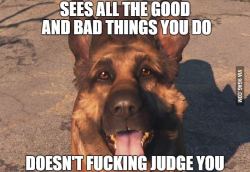gagbay:  Why Dogmeat is the best followerLOLCOASTER.ORG