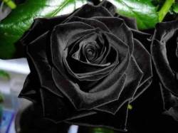 odditiesoflife:  The Black Rose of Turkey Turkish Halfeti Roses