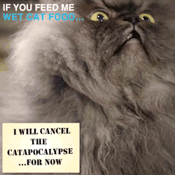 ifyoufeedme:  IF YOU FEED ME WET CAT FOOD…   Cats everywhere