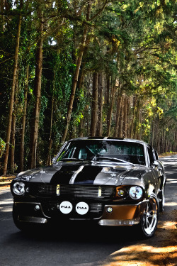 italian-luxury:  Shelby GT 500