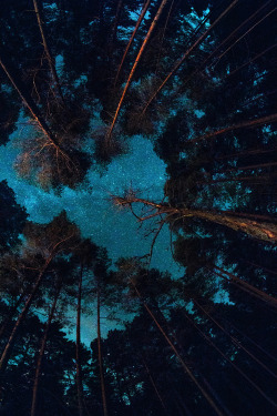 plasmatics-life:  Milky Way Forest [via/more] By Aleksandr Kljuchenkow