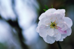 Cherry Blossom (Sakura Blossom), photo by Hidehiko Sakashita