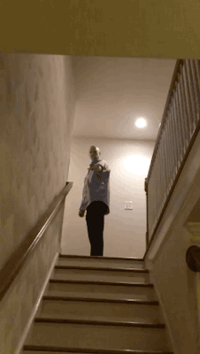 gifsboom:  Video: Pet Flying Squirrel Gliding Down Stairs in