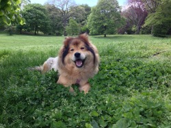 onesuki: Happy in the grass. 