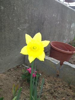 Trying my hand at growing daffodils so far so good!