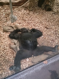 Classy gorilla! :-)