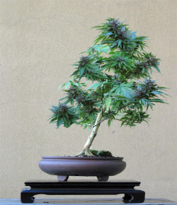 ganja-forevermore:  beatsandbuds:  Bonsai cannabis plant   