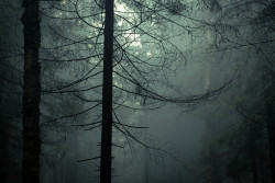 alcyere:  Forest life (by Olga Kruglova) 