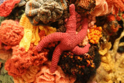 libutron:  Crochet Coral Reef Some photos of the beautiful and