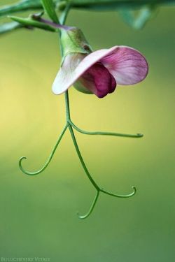 flowersgardenlove:  Sweet pea Beautiful gorgeous pretty flowers
