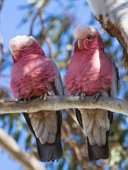dreams-in-my-sky:   our-amazing-world:  Galah Cockatoo, also
