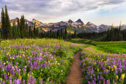 travelingcolors:  Path of flowers, Tatoosh Mountains | Washington (by
