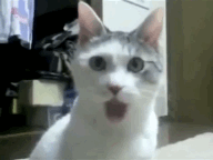 OMG Cat #funny #cat #lol (Taken with Cinemagram)