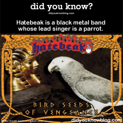did-you-kno:  Hatebeak is a black metal band whose lead singer