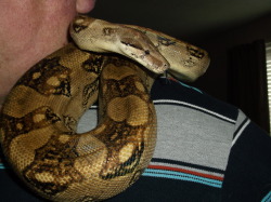 I love showing folk just how docile snakes are, and nothing like