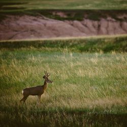 “Stud” Mule deer buckBadlands National ParkSouth