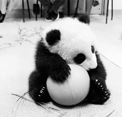 weird-o-o:  Panda! on We Heart It. http://weheartit.com/entry/90244289/via/ines_inees?utm_campaign=share&utm_medium=image_share&utm_source=tumblr