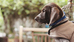amchphotography:  Bolton. I [Pets are family] One of the reasons