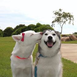 awwww-cute:A little kiss