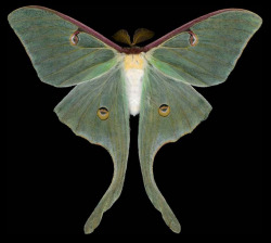 ex0skeletal:  Winged Tapestries: Moths at Large, a special exhibition