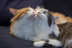 de-lila-a-medio-dia: Cats in love.   ♥   