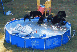 gifsboom:  A Family of Black Bears Take Over Backyard Swimming