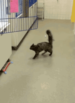 gifsboom:  Cat Struggles to Jump Into His Cage From Waxed Floor.