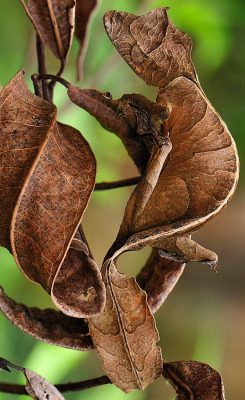 awkwardsituationist:  leaf-tailed gecko (uroplatus phantasticus),
