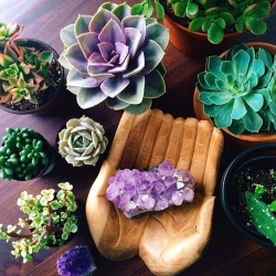 underthebogart:  Green   Purple   Succulent   Crystal   Witchy