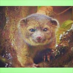 Say hello to the #Olinguito this #adorable #little #furball that