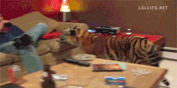 touchm3withthesloth:  “THERE IS A TIGER IN THE LIVING ROOM!”“Don’t