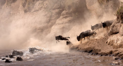 reagentx:  A large migration of Wildebeest by osz5flpn2d | http://500px.com/photo/46606460