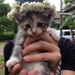 awwww-cute:  World’s cutest kitten promoted to Queen of the