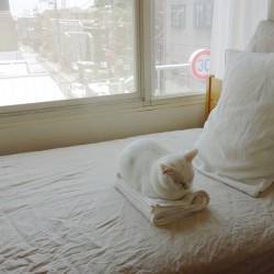 floatan:  たたんだばかりのタオル #cat 