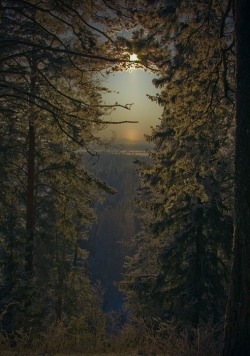 djupaskogar:  themagicfarawayttree:  Enchanted wood  •Nature,