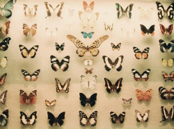 electrifiedlips:  butterfly heaven. on Flickr. 